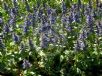 Ajuga reptans