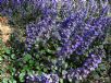 Ajuga reptans