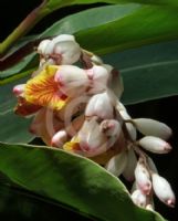 Alpinia zerumbet