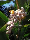 Alpinia zerumbet