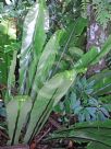 Asplenium nidus