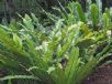 Asplenium nidus