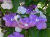 Brunfelsia australis