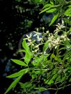 Ceratopetalum gummiferum White Christmas