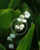 Convallaria majalis