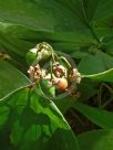 Convallaria majalis