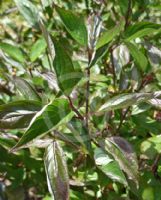 Cornus alba Kesselringii