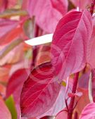 Cornus alba Sibirica