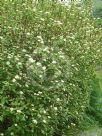 Cornus alba Sibirica