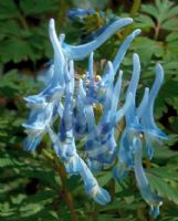 Corydalis flexuosa