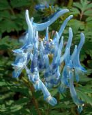 Corydalis flexuosa