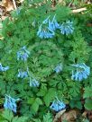 Corydalis flexuosa