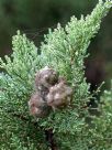 Cupressus macrocarpa