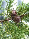 Cupressus macrocarpa