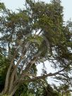 Cupressus macrocarpa