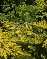 Cuprocyparis leylandii Gold Rider