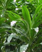 Dracaena fragrans