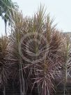 Dracaena marginata Tricolor