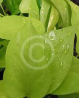 Epipremnum aureum Neon