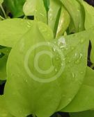 Epipremnum aureum Neon