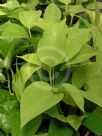 Epipremnum aureum Neon