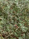 Eremophila glabra