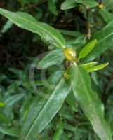 Eucryphia lucida