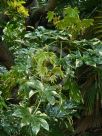 Fatsia japonica Variegata