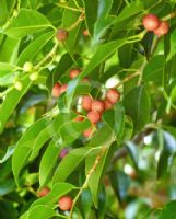 Ficus benjamina