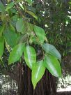 Ficus benjamina