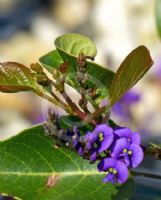 Hardenbergia violacea Sweet Heart