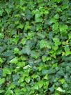 Hedera algeriensis