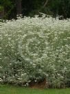 Helichrysum petiolare