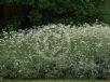 Helichrysum petiolare