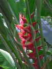 Heliconia caribaea