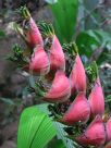 Heliconia caribaea