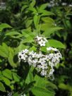 Heliotropium arborescens