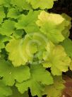 Heuchera Citronelle