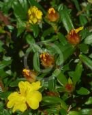 Hibbertia bracteata