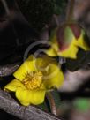 Hibbertia dentata