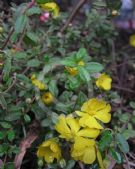 Hibbertia empetrifolia