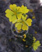 Hibbertia fasciculata