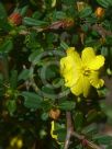 Hibbertia linearis