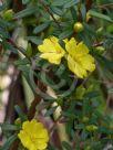 Hibbertia linearis