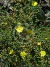 Hibbertia linearis