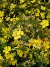 Hibbertia obtusifolia