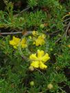 Hibbertia pedunculata