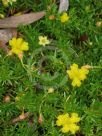 Hibbertia pedunculata