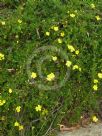 Hibbertia pedunculata