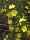 Hibbertia riparia